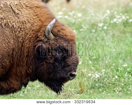small herd of European bison (Bison bonasus), also known as Wisent or the European wood bison grazing