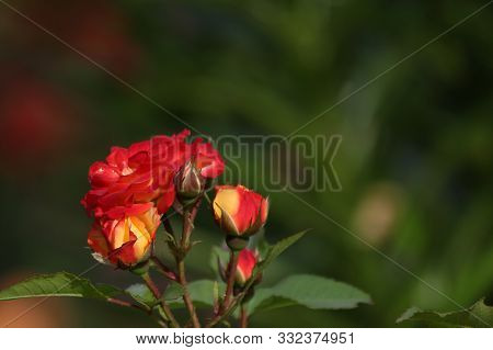 Pale Pink Rose With Rose Droplets Closeup Selective Focus