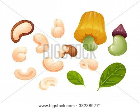Cashew Set, Different Rotations, Raw And Hulled