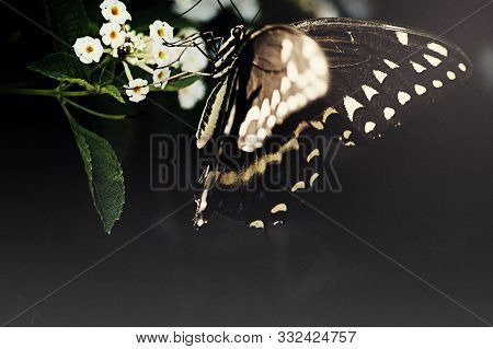 Beautiful Butterfly Sitting On A Flowers Isolated On Black