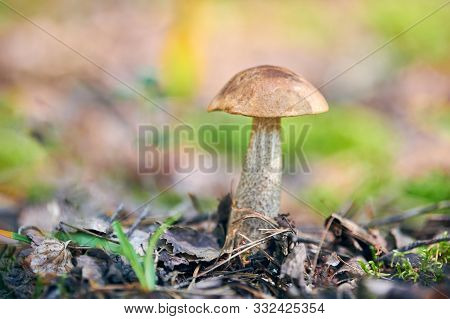 Leccinum Versipelle Mushroom In Autumn Forest. Orange Birch Bolete. Edible Healthy Meal.