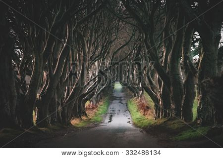 The Dark Hedges In Northern Ireland. Majestic, Spooky And Mysterious Road Across Very Old Trees. Fea