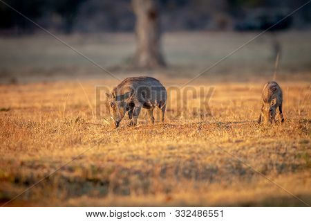 Warthog Standing In The Grass And Grazing.