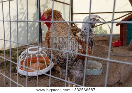 A Brown Cock With Big Red Comb And Beautiful Tail Behind Metal Fence Of A Cage In The Farm, Poultry 
