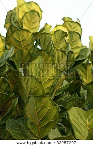 Ficus Lyrata levelei.