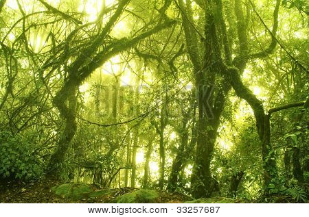 Mechate lasu, cameron highlands Malezja