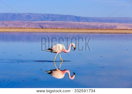 Pink Flamingos At Exciting Lagoon Scenery With Reflecion In The Water, Bolivia