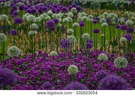 Spherical Purple And White Allium Flowers Of Allium Gladiator (alliaceae), Onion Under The Bush Barb