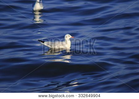 Seagulls Floating In The Water , Living Together In A Large Group Is A Wetlands Bird Along The Coast