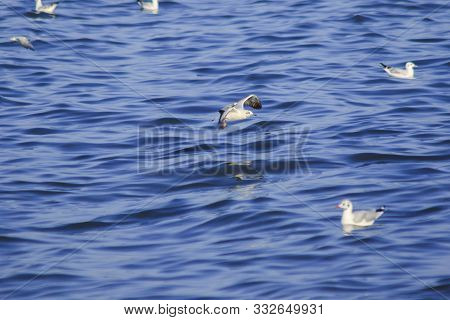 Seagulls floating in the water , Living together in a large group Is a wetlands bird along the coast