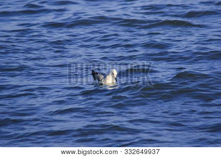 Seagulls Floating In The Water , Living Together In A Large Group Is A Wetlands Bird Along The Coast