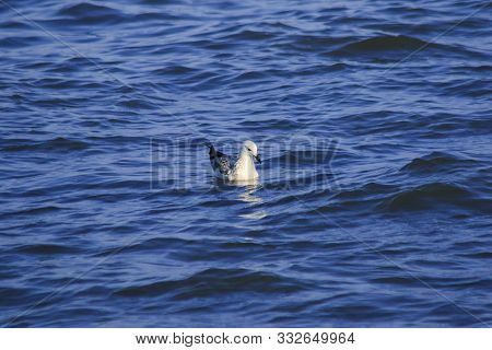 Seagulls Floating In The Water , Living Together In A Large Group Is A Wetlands Bird Along The Coast