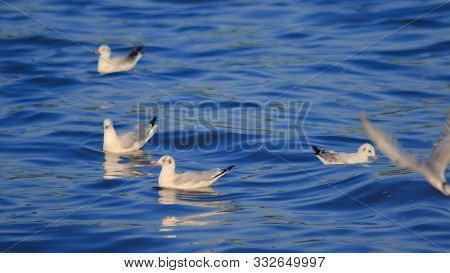 Seagulls floating in the water , Living together in a large group Is a wetlands bird along the coast