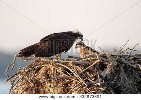 An Adult Osprey With Her Chick In A Nest.