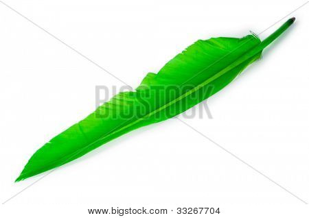 白い背景で隔離の羽を書く