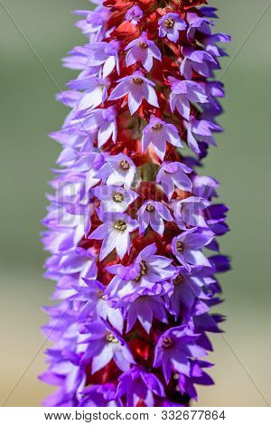 Purple And Red Flower - Primula - Vialii - Red Hot Poker Primrose, In Full Bloom