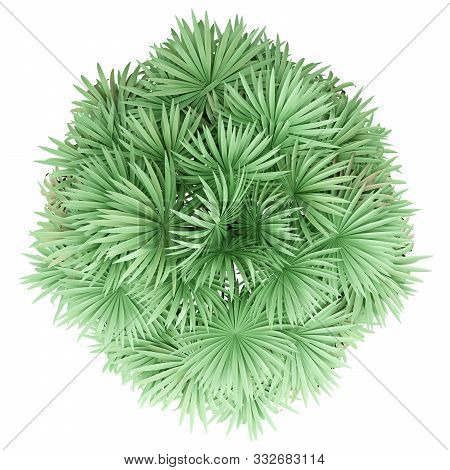 Thatch Palm Tree Isolated On White Background. Top View. 3d Illustration