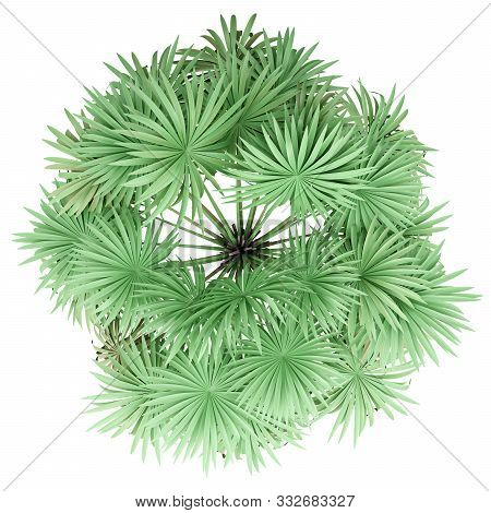 Thatch Palm Tree Isolated On White Background. Top View. 3d Illustration