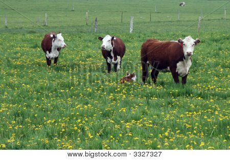 Hereford Herd With Baby Calf
