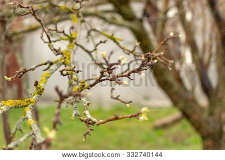 Fruit Plant Disease. Lichen On The Branches Of An Apple Tree - Xanthoria Parietina.