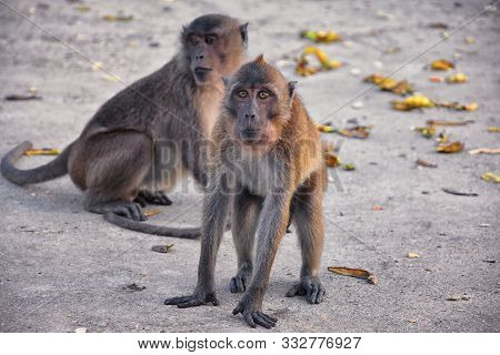 Macaque Long Tailed Monkey, Close-up Portrait Sitting In Phuket Town Along The River. Of The Genus M