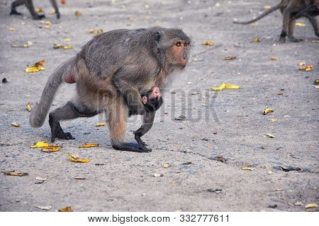 Macaque Long Tailed Monkey, Close-up Portrait Sitting In Phuket Town Along The River. Of The Genus M