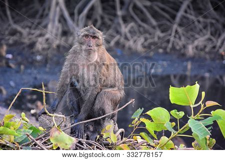 Macaque Long Tailed Monkey, Close-up Portrait Sitting In Phuket Town Along The River. Of The Genus M