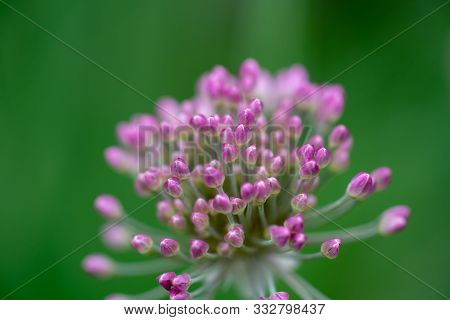Pink Flower Umbrella Decorative Onion Allium Nutans. Macro. Selective Focus.