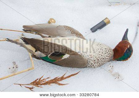 nehmen Sie Europäische Krickente (Anas Crecca)