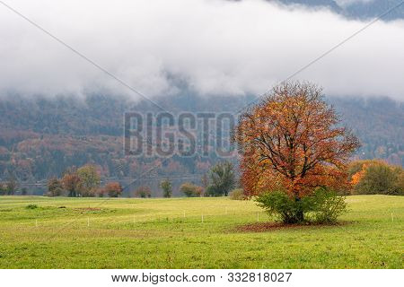 Alone Tree In Misty Meadow. Autumn Background. Green Fields And Foggy Forest Landscape