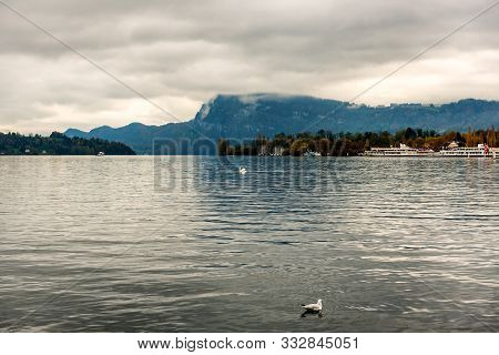 View Of Swans And Ducks Swimming In Lake Lucerne - Vierwaldstättersee, Lucerne, Switzerland