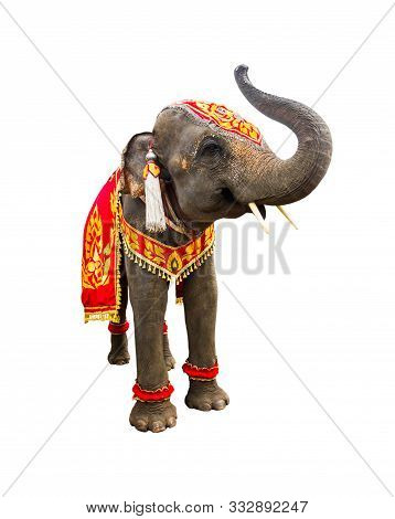 Elephan Raising  Trunk ,elephant Has Beautiful And Large Isolated On White Background. Colorful Pain
