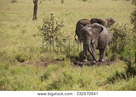 African Elephant (scientific name: Loxodonta africana, or 