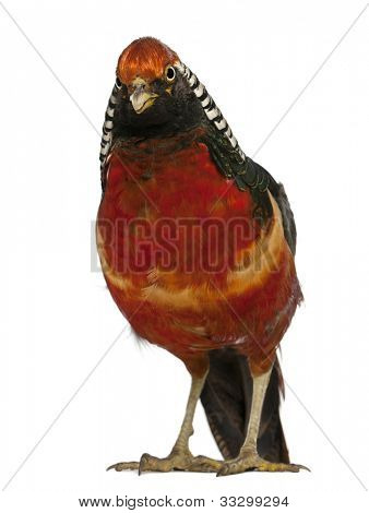 Erkek Golden Pheasant veya 'Çin sülün', Chrysolophus pictus, ayakta wh önünde portresi