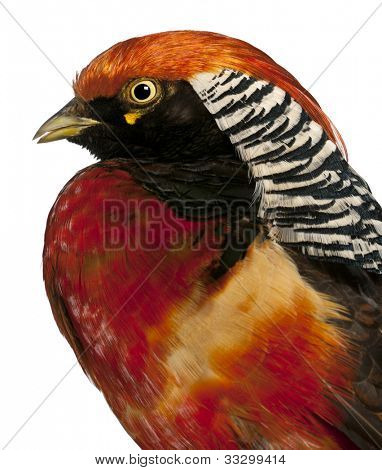 ปิดชายไก่ฟ้าสีทองหรือไก่ฟ้า 'จีนสี' pictus Chrysolophus หน้าขาว backg