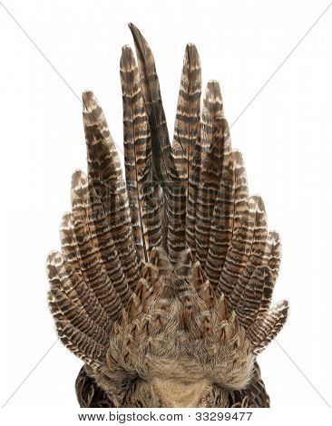 ปิดหญิงไก่ฟ้าสีทองหรือไก่ฟ้า 'จีนสี' pictus Chrysolophus หน้าขาวบัค