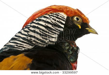 ปิดชายไก่ฟ้าสีทองหรือไก่ฟ้า 'จีนสี' pictus Chrysolophus หน้าขาว backg