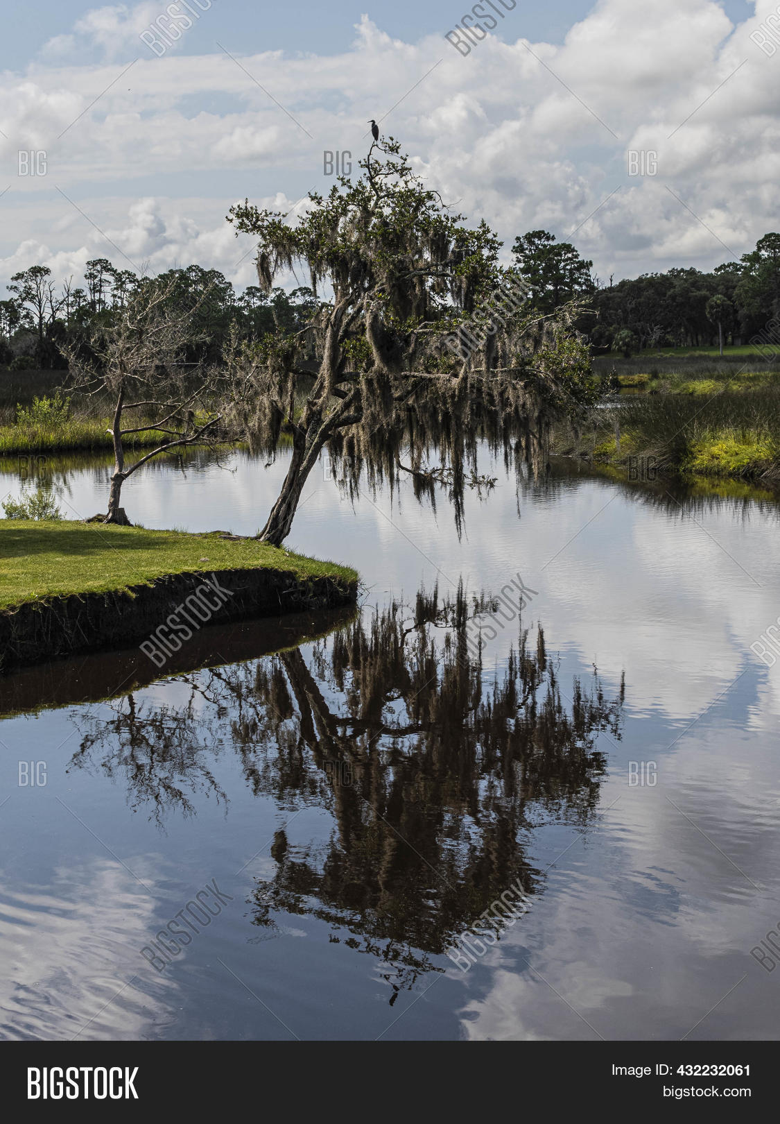 Florida Live Oak Tree Image & Photo (Free Trial) Bigstock