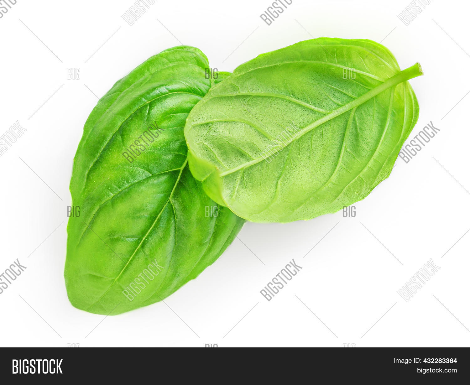 Fresh Green Basil Image & Photo (Free Trial) Bigstock