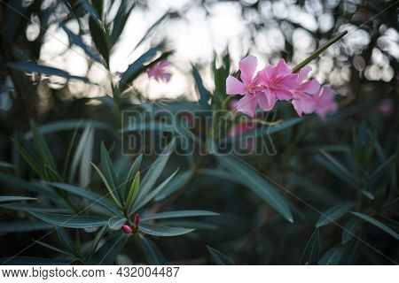Flowering Oleander With Little Pink Flowers Against The Sunrise Clear Sky. Macro Image.