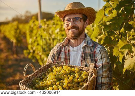 Content Adult Bearded Male Farmer In Straw Hat And Glasses Holding Wicker Basket Full Of Freshly Har