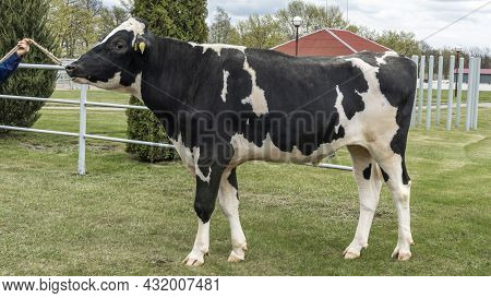 Bull-producer In The Show Rack. Images For The Agricultural Catalog. Production Of Sperm For Insemin