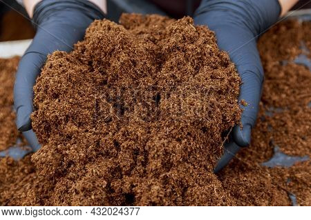 Pile Of Peat In The Hands Of A Woman. Filling Containers For Sowing With Fertile Soil.
