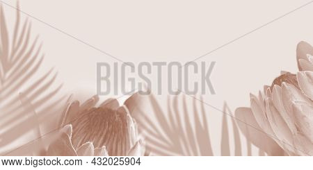 Shadow Tropical Palm Leaves And Protea Flower On Light Pastel Background. Creative Copyspace Banner.