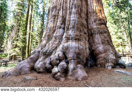 General Sherman Tree - Giant Sequoia In Sequoia National Park In California, Usa