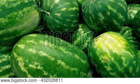Group Of Green Watermelons. Close-up Watermelons Texture. Fresh Round Bunch Of Watermelons. Fresh Wa