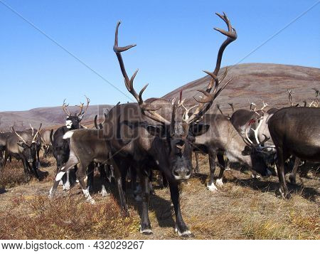 Deer Watching The Camara In The Tundras Of Chukotka, Russia In Autumn