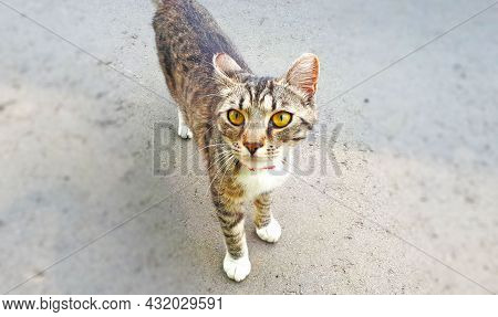 Skinny Gray-brown Cat On A Road With A Red Bow Seen From Above