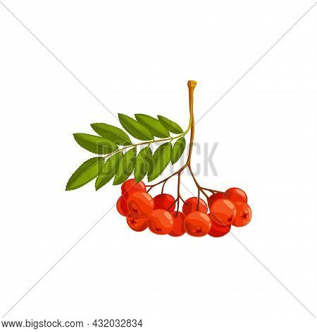 Rowanberry Isolated Vector Icon, Wild Berries With Green Leaves On White Background. Rowan Berry Hea