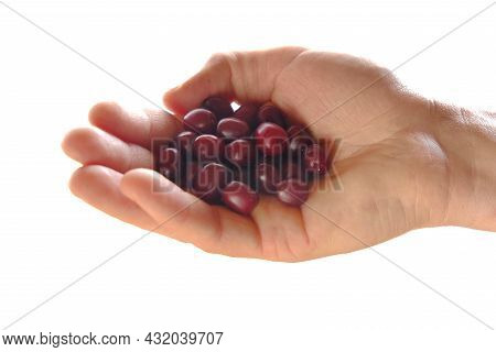 Sweet Dogberry Cornel Berries.dogwood Berries In Hand Isolated On White Background.